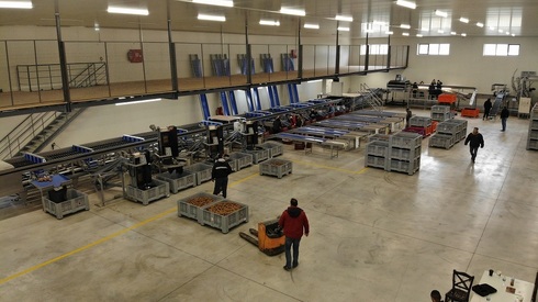 Sorting and Grading Line for Kiwi