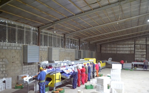 Processing,sorting,grading and packaging lines for Tomatoes