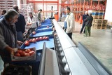 Processing - sorting - grading - sizing and packing line for pomegranates / Pomegranate sorting and grading machine