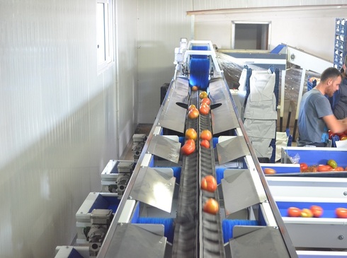 Sorting - Sizing and Grading Line for Tomatoes