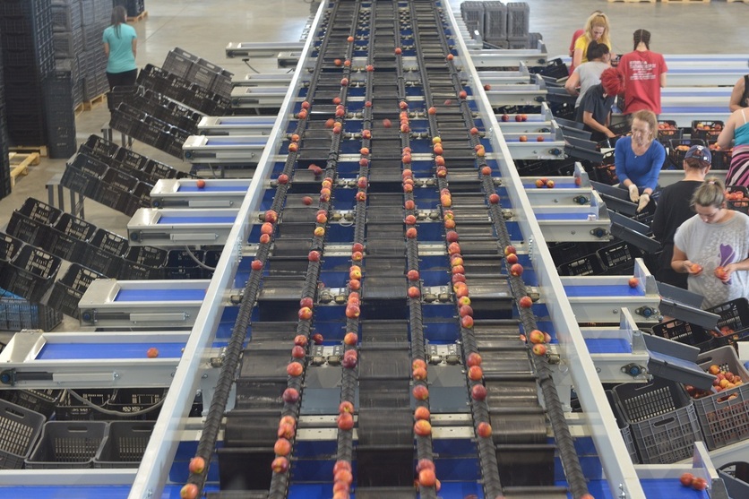 Sorting-Grading-Packaging line for Peaches