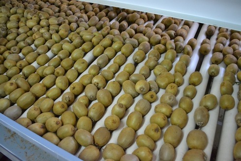 Sorting-Grading-Processing Line for Kiwi