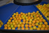 Grading line for Oranges