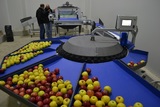 Processing - sorting - grading - sizing and packing line for apples / Apple sorting and grading machine