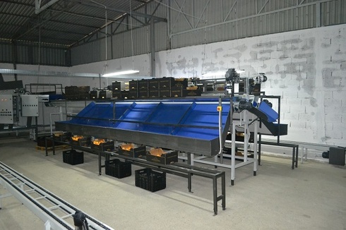 Sorting-Grading-Packaging line for Oranges