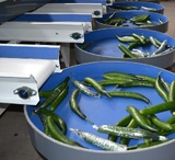 Sorting and Grading Line for Cucumbers