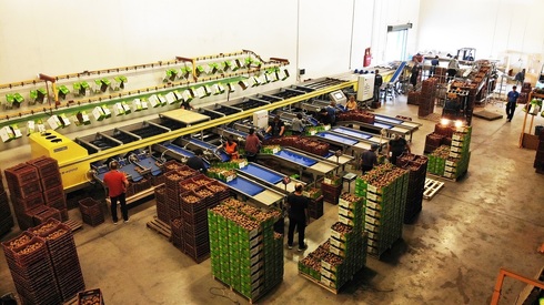 Sorting and Grading Line for Kiwi