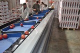 Processing - sorting - grading - sizing and packing line for pomegranates / Pomegranate sorting and grading machine