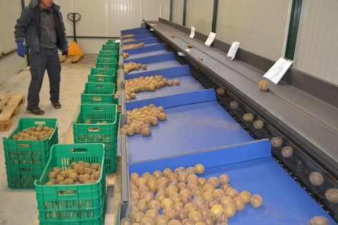 Sorting and Grading Line for Kiwi