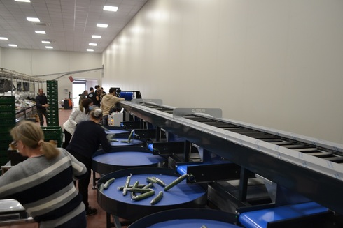 Sorting and Grading Line for Cucumbers