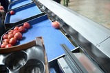 Processing - sorting - grading - sizing and packing line for pomegranates / Pomegranate sorting and grading machine