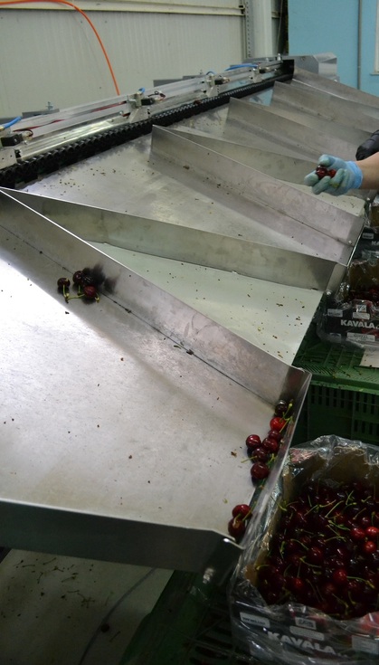 Sorting-Grading-Packaging line for Cherries