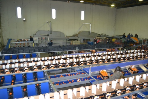 Sorting-Grading-Packaging line for Oranges