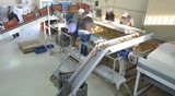 Sorting-Grading-Processing Line for Kiwi