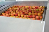 Processing - sorting - grading - sizing and packing line for apples / Apple sorting and grading machine