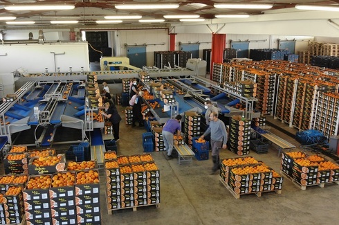 Sorting-Grading-Packaging line for Citrus Fruits