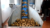 Processing & Packaging Line for fresh peeled Potatoes