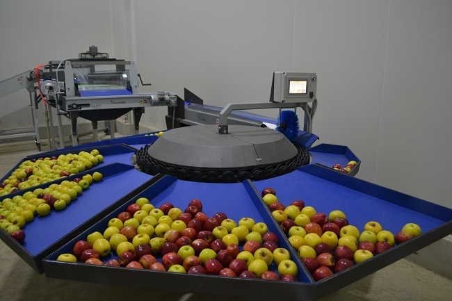 Processing - sorting - grading - sizing and packing line for apples / Apple sorting and grading machine