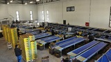 Sorting and Processing Line for Kiwi