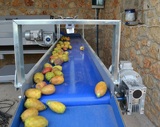 Processing - sorting - grading - sizing and packing line for prickly pears / Prickly pear sorting and grading machine