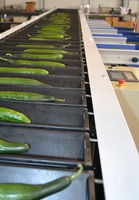 Sorting and Grading Line for Cucumbers