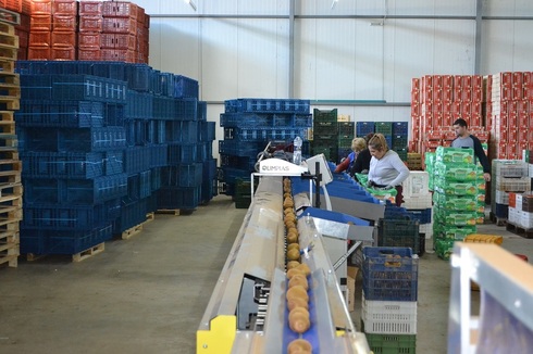 Sorting and Grading Line for Kiwi