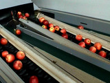 Grading - Sorting - Sizing and Processing Line for Apples