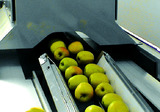 Grading - Sorting - Sizing and Processing Line for Apples