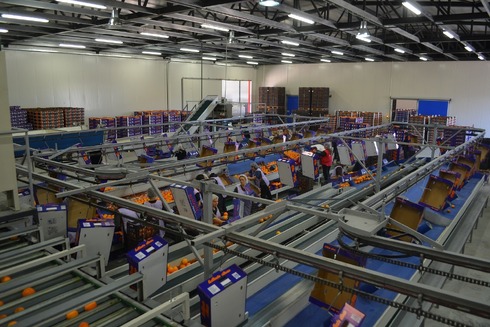 Sorting and Grading line for Oranges