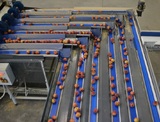 Sorting-Grading-Packaging line for Peaches