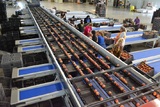 Sorting-Grading-Packaging line for Peaches