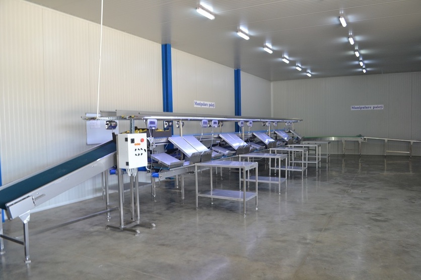 Processing - sorting and packing line for grapes / Grape sorting and packing machine