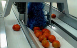 Processing - sorting - grading - sizing and packing line for tomatoes / Tomato sorting and grading machine