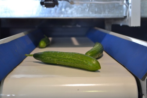 Sorting and Grading Line for Cucumbers