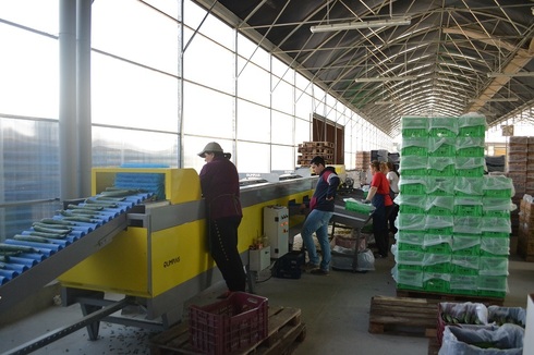 Sorting and Grading Line for Cucumbers