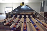 Sorting-Grading-Packaging line for Peaches