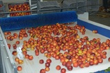 Sorting-Grading-Packaging line for Peaches