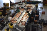 Sorting-Grading-Packaging line for Peaches