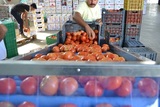 Sorting and Grading line for Tomatoes