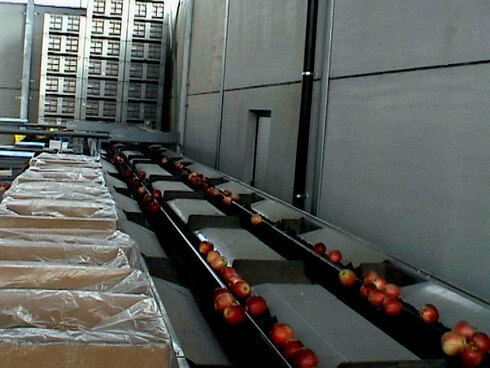 Grading - Sorting - Sizing and Processing Line for Apples