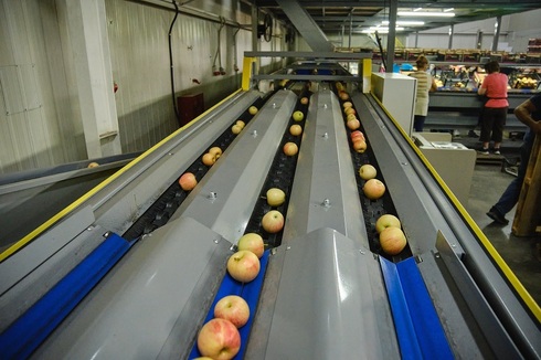 Grading - Sorting - Sizing and Processing Line for Apples