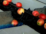 Grading - Sorting - Sizing and Processing Line for Apples