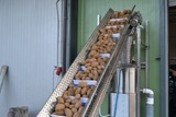 Sorting and Peeling line for Potatoes