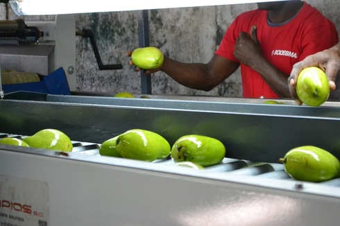 Sorting and Grading line for Mango